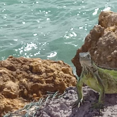 Les Pieds Dans L'Eau Chez Syl Appartement Le Moule Buitenkant foto