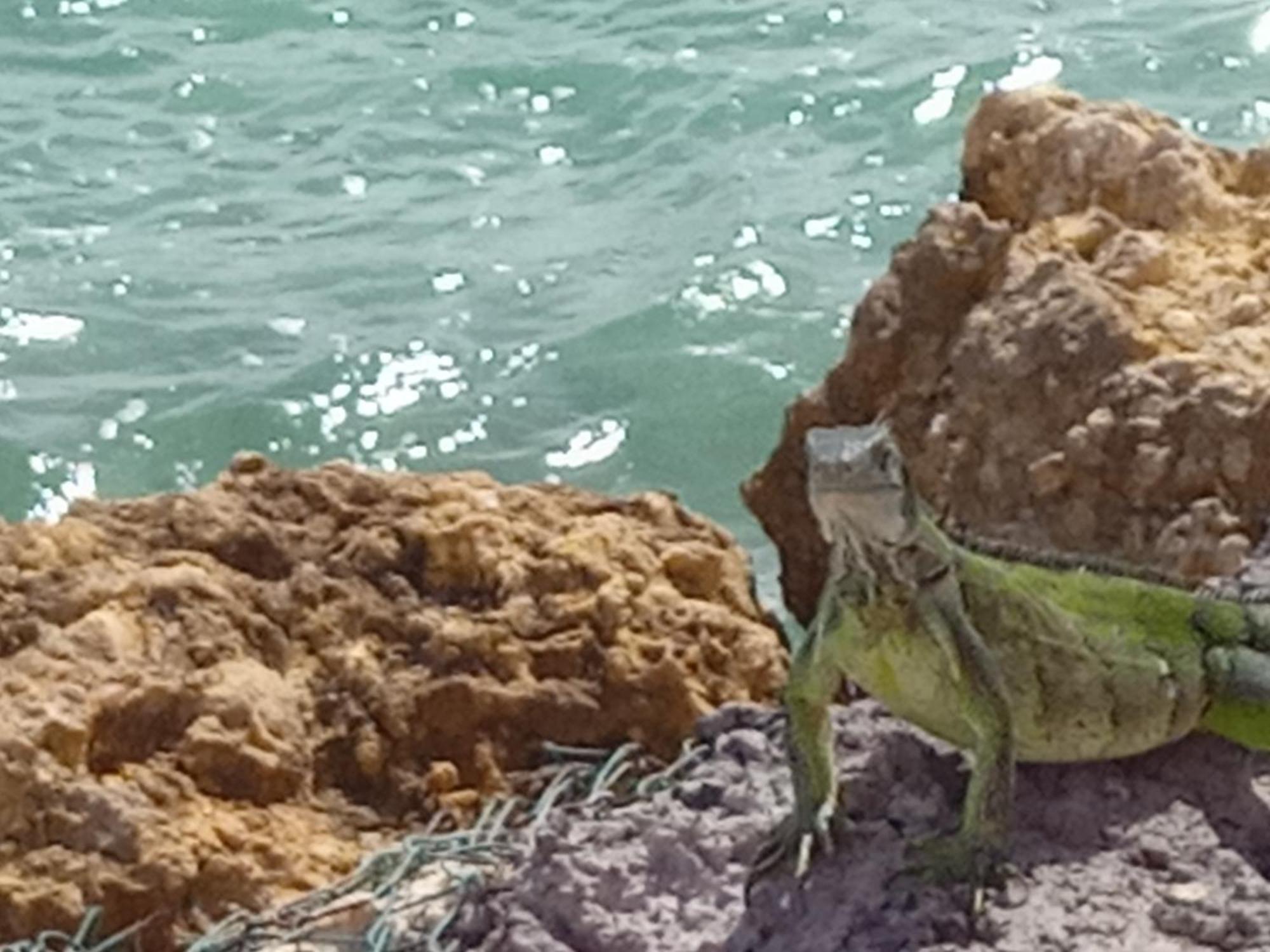 Les Pieds Dans L'Eau Chez Syl Appartement Le Moule Buitenkant foto